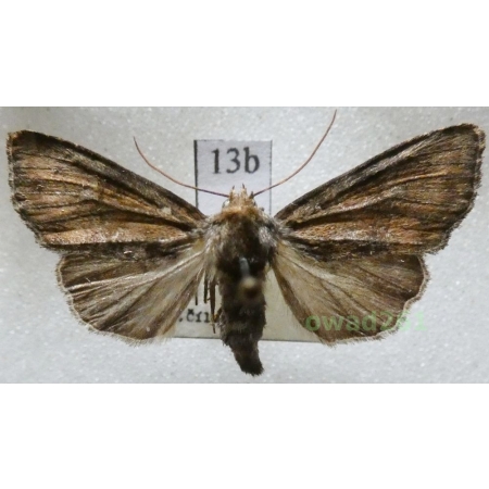 Apamea scolopacina (Esper, 1788) Czech13b